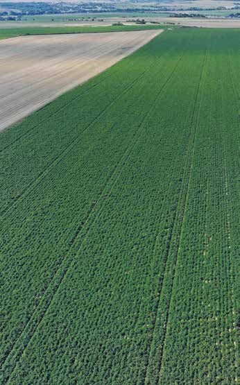 Letecký pohled na bramborové pole u reference Zemos – Agro Sedlčánky.